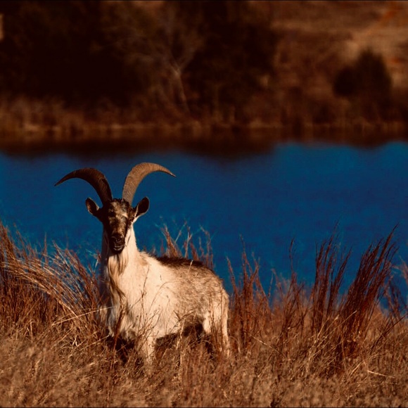 Meet your Posher, Alejandro - Picture 1 of 1